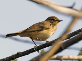 309A6407-DxO_chiffchaff_sh.jpg