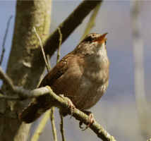 Wren_Singing.gif