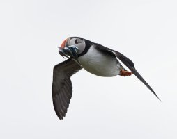 2B4A9510-DxO_puffin+fish_flying-lsss.jpg