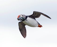 2B4A9257-DxO_puffin+sandeels-lsss.jpg