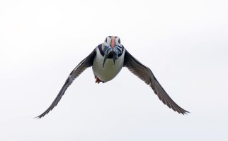 2B4A9310-DxO_puffin+sandeels_flying_face_on_ss.jpg