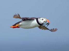 Puffin+Sandeels_2B4A4924-DxO_vvb-ss.jpg