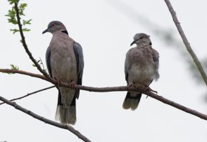 2B4A6892-DxO_mourning_doves-1.jpg
