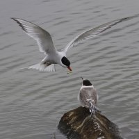Tern_5375Crop_1.10x.jpg