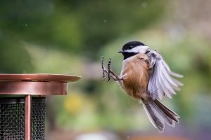 Black Capped Chickadee - K1A6815.jpg