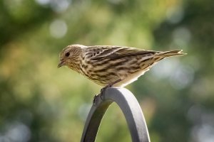 Pine Siskin - K1A8686.jpg