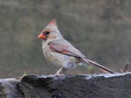 NorthernCardinaFemale_3Q7A3186-DxO-reduced.jpg