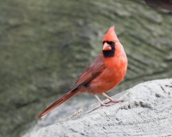 NorthernCardinal_3Q7A3145-DxO.jpg