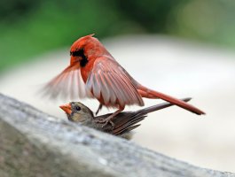 CardinalsCopulating_3Q7A3190-DxO_reduced.jpg