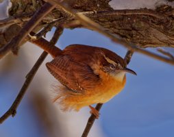 A01_9755_carolinaWren.jpg