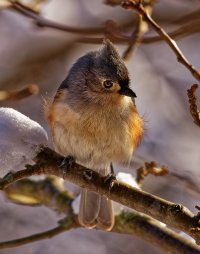 A01_9993_titmouse.jpg