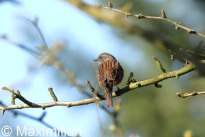 Dunnock_2.JPG