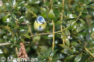 Blue-tit_5.JPG