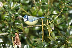 Blue-tit_7.JPG