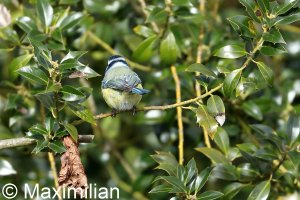 Blue-tit_8.JPG