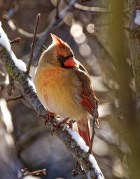 A02_3874_10FCardinal.jpg