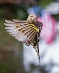 Pine Siskin (4x5) - K1A1595.jpg