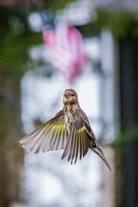 Pine Siskin - K1A1594.jpg