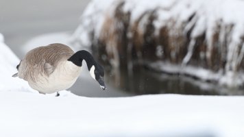 Canada Goose_s_59226.JPG