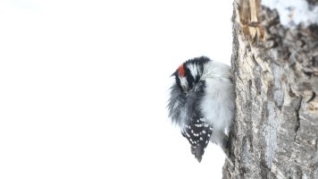 Downy woodpecker_s_59176.JPG