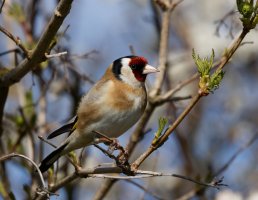 309A7769-DxO_Goldfinch.jpg