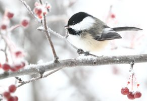 Chickadee_24790.JPG