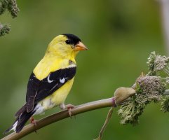 2U4A8984-DxO_American_Goldfinch-lssm.jpeg
