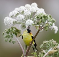 2U4A8990-DxO_American_Goldfinch-lssm.jpeg