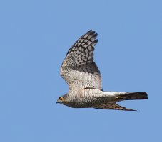 309A7989-DxO_sparrow_hawk_flying_LS3sm-2_00xjpeg.jpeg