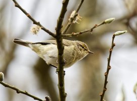 309A8085-DxO_chiffchaff.jpg