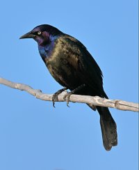 Grackle_1320.jpg