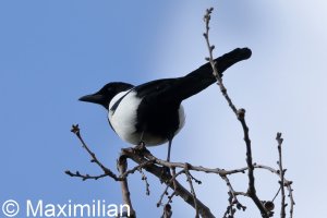 Magpie_2.JPG