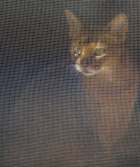 Jax - Let me out-2.jpg