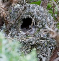 3Q7A2690-DxO_longtailed_tit_in_nest_CF.jpg