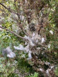 longtailed_tit_nest_destroyed_small.jpg