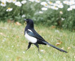 DSC_0681-DxO_Magpie_strutting-lssslize_small.jpg