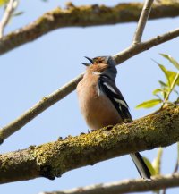 309A8387-DxO_420-700mm_male_chaffinch_singing-issm.jpeg