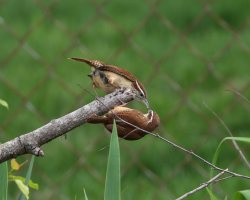 5D3_0095 ps3 fix - Copy.jpg