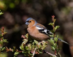 309A9078-DxO_chaffinch.jpg