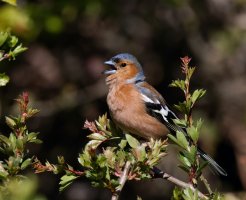 309A9120-DxO_chaffinch_singing_vvg.jpg