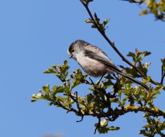 309A9040-DxO_longtailed_tit.jpg