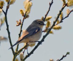 309A9282-DxO_Cetti's_Warbler-issm.jpeg