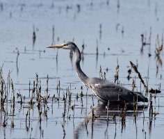 309A9538-DxO_Grey_heron_500_ls2cmc.jpg