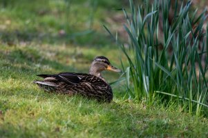 Female_Mallard_full.jpg