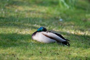 Male_Mallard_full.jpg