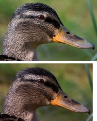 Female_Mallard_CanonvsNikon.jpg