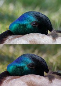 Male_Mallard_CanonvsNikon.jpg