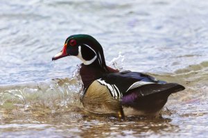 wood duck 041921 01 L s.jpg