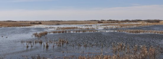 Snow Geese_0029.JPG