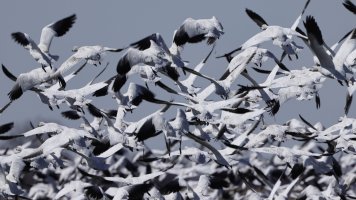 Snow Geese_R5_s_0034.JPG